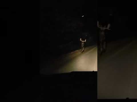 That's a DAMN MOOSE! #shorts